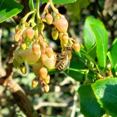 別荘 De Lescurade *