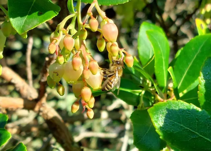 Ferienhaus De Lescurade *